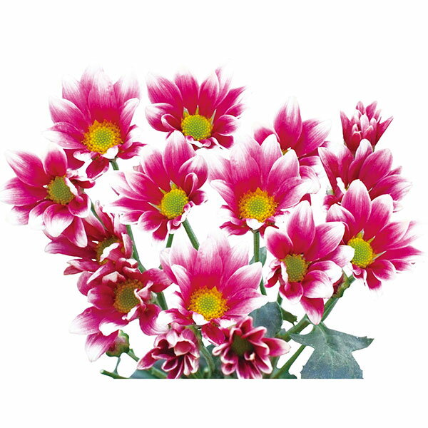 草花の苗/手間なし菊苗：2度咲き変わり菊・アンディ4号ポット