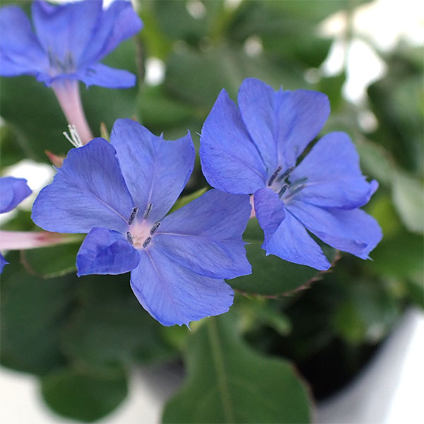 草花の苗/[送料無料]（わけあり特価）ルリマツリモドキ（セラトシグマ）3号ポット 12株セット