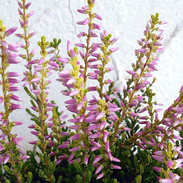 草花の苗/[送料無料]（わけあり特価）カルーナ：ガーデンガールズ・ピンク系3号ポット 12株セット