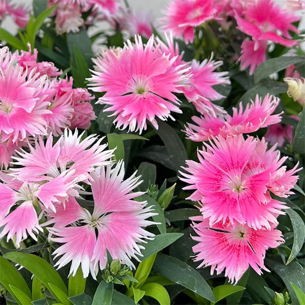 草花の苗/[送料無料]（わけあり特価）ダイアンサス：スープラ・ピンクピコティ3.5号ポット 12株セット