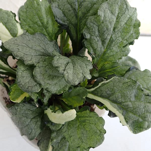 [����̵��]�����奬������С����ե���3��ݥå� 12�����å�