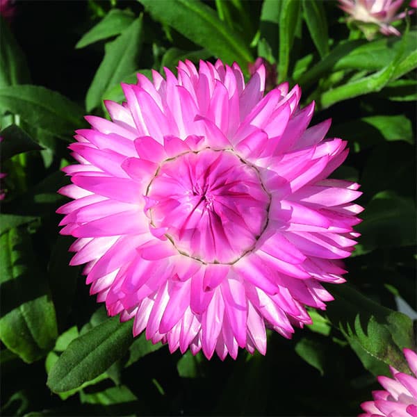 草花の苗/ヘリクリサム：コロロジャンボ ピンクグラデーション3.5号ポット(R) 3株セット