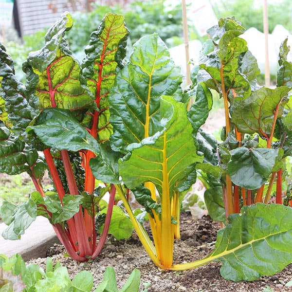 スイスチャード：トリプル（西洋ふだん草）[3～10月まき 野菜タネ]