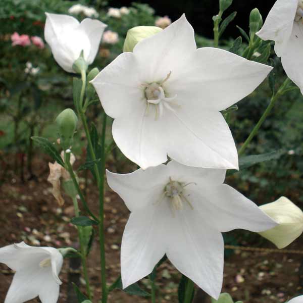 山野草の苗/[送料無料]キキョウ：...