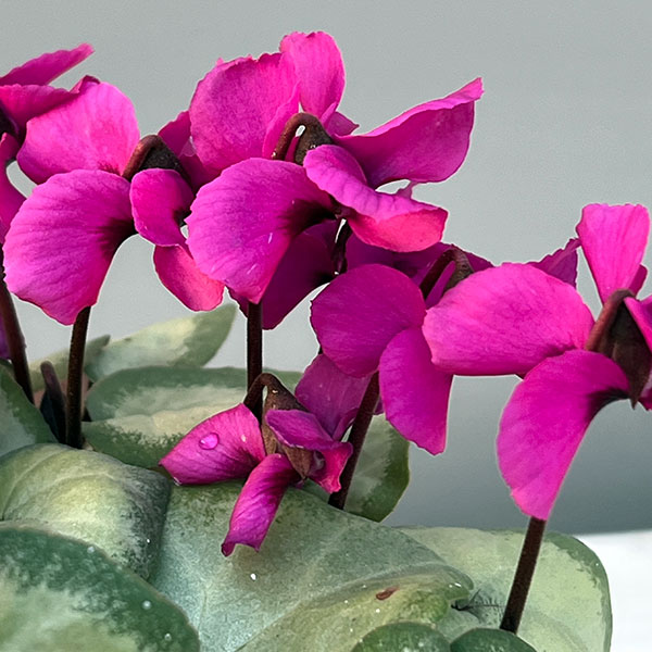 草花の苗/シクラメン（原種系）：コウム クーミー シルバーリーフ ピンク系3号ポット