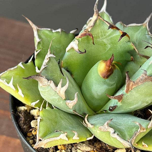 楽天市場】アガベ 3号の通販