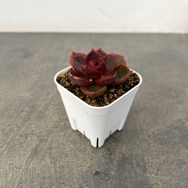 観葉植物/エケベリア：トラフィックライト 2.5号ポット