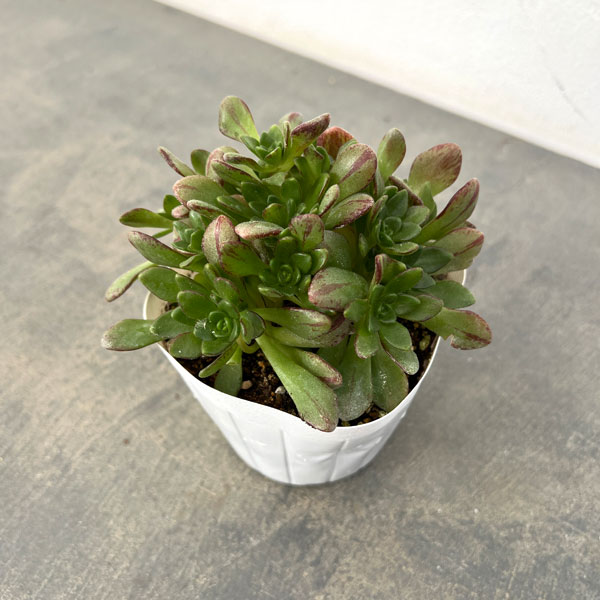 観葉植物/アエオニウム：アーノルディ 3.5号ポット