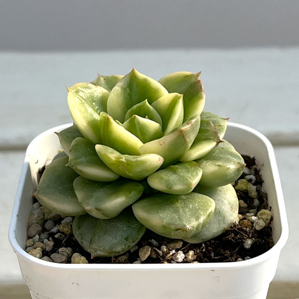 観葉植物/エケベリア：ローリー錦 2.5号