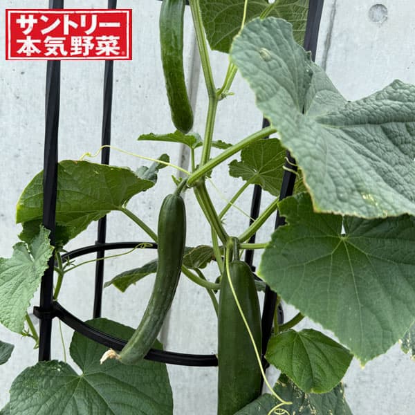 New! サントリー本気野菜 節間が短くゆっくり伸張するタイプ野菜の苗/キュウリ：節なりプランターキュウリ 自根苗3号ポット 6株セット肉厚で歯切れの良い、おいしいキュウリ！節なりタイプなので、摘心不要で育てやすい。節間が短く、ゆっくり伸張するタイプなので、ネット要らずでオベリスクプランター仕立てでも栽培可能なサントリーフラワーズの節なりプランターキュウリです。地植えでも栽培可能です。うどんこ病、褐斑病、べと病に強く、丈夫で収穫期間が長い品種です。タイプ：非耐寒性1年草草姿：つる性植え付け適期：4〜8月収穫期：8〜9月頃日照：日向向き栽培適性：プランター・畑向け栽培方法：日当たりが良く、できるだけウリ科を連作していない場所を選びます。植えつけ2〜3週間前に堆肥2kg/m2、苦土石灰100g/m2を混ぜ、よく耕して土づくりをしておきます。植えつけ1週間前に配合肥料（8 - 8 - 8）など100g/m2を混ぜ込み、幅約60cm、高さ20cmほどの畝を作り、マルチフィルムを張って下さい。マルチフィルムを張ることで、雑草や泥ハネを防ぎ、病気にかかりにくくなります。畑の場合、株間50cm以上で植えつけて下さい。植え込み直後は風で折れたりしないよう、株元の茎を仮支柱に結わえておきます。大きく生長してきたら、2mほどの支柱を立て、伸びてくる「つる」がからみ易いよう、紐やネットを張って備えておきます。つるはぐんぐん伸びるので、1週間に1度は支柱などに麻紐で誘引して茎葉が折れないようにします。コンテナ・プランターの場合は土の容量が15L以上の大きめの鉢を目安に選び、1株植えとします。日当たりのよい場所に置いてください。野菜用培養土を選びます。入れる量はウォータースペースを残し、8〜9分目程度にしておきます。草勢を見ながら2週間に1回を目安に配合肥料を約30g/m2を施して株の勢いを保ちます。生長が早い夏場は毎日の水遣りを薄い液肥に替えてもよいでしょう。始めの5〜6節までに出てくる側枝（脇枝）・雌花は全て摘み取り、その後の側枝は葉を1〜2枚残して先端を摘み取り、芯止めします。収穫が進んだ生育中盤に、株元に近い老化した葉を順に摘み取るようにします。風とおしをよくして病気の発生を抑えるために、下から5節までのわき芽は早めに摘み取りましょう。若い果実のうちに収穫することがポイント。株の消耗を防ぐために、最初と2番目につく実は若穫りします。以降は、品種によっておいしいタイミングがあるので、それぞれの収穫適期サイズ時に採り遅れないよう注意してください。特に夏場は開花してから1週間ほどで収穫可能になり、朝と夕方で大きさが変わるほどの速さで生長します。放っておくとヘチマのような「成熟果」になってしまいますが、種を除き漬物にして利用することも可能です。写真は成長時のイメージですが、お届けの際は苗の状態です。下葉が傷んだ状態となっている場合があります。※果重、収穫数は保証ではありません。日当たりのよい畑栽培での目安です。栽培環境により変動します。※撮影資材などは含まれておりません。 キュウリ：節なりプランターキュウリ 自根苗3号ポット 6株セットの栽培ガイド野菜：キュウリの育て方野菜（実もの）：キュウリの育て方・栽培方法野菜（実もの）：ニガウリ（ゴーヤ）の育て方・栽培方法