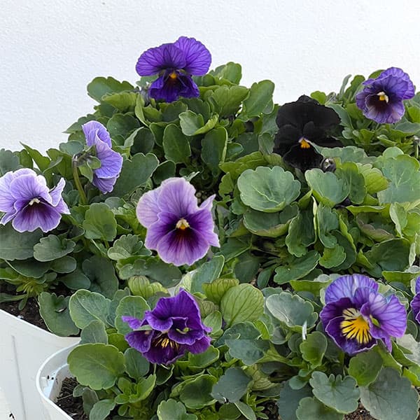 ��֤���/�ӥ��顧���ӥ��֥롼3.5��ݥå�