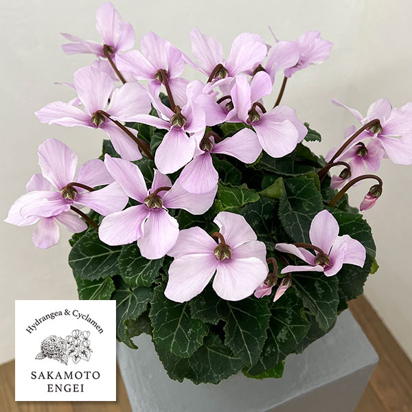 シクラメン：オートジャイロ（25-06）5号鉢植え【現品販売】