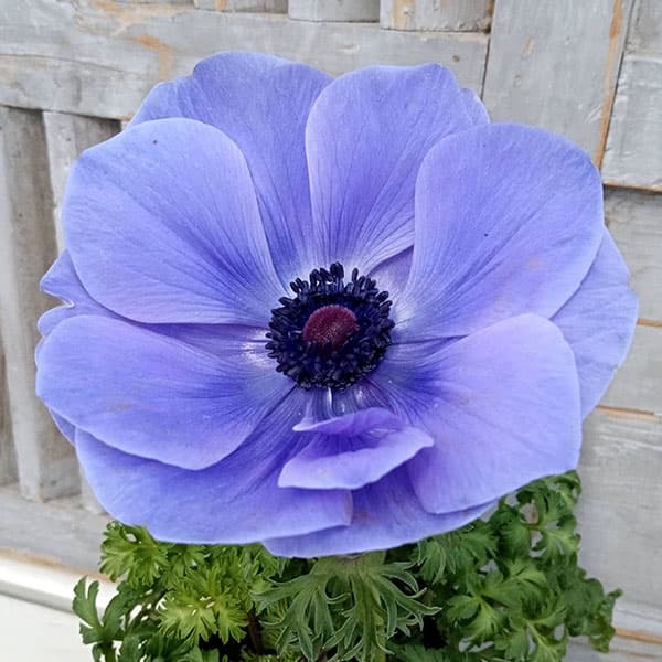 楽天市場】青いアネモネの通販