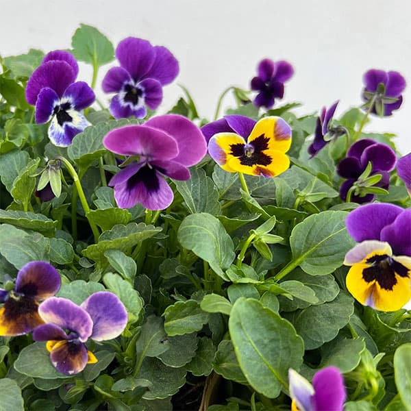 草花の苗/見元園芸さんのビオラ：トルニー（パープル系）3.5号ポット