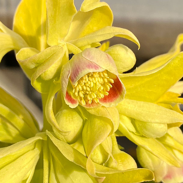 松村ナーセリーさんのクリスマスローズ（原種系）：フェチダス ミニオン ルージュ3.5号ロングポット