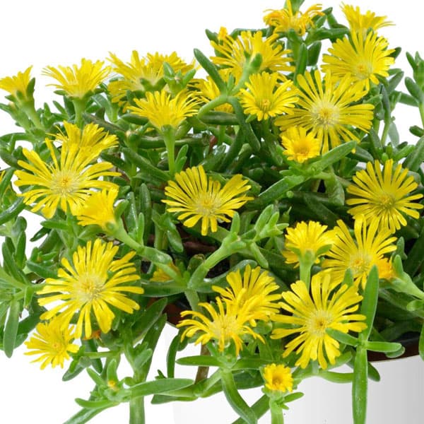 草花の苗/マツバギク：おひさま花火 サンドジェム イエロー3号ポット