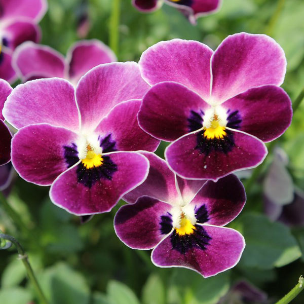 草花の苗/見元園芸さんのビオラ：つぶらなタヌキ あずき3-3.5号ポット* 3株セット