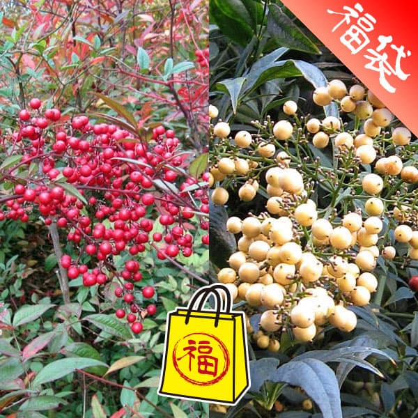 ���� ���ڤ���/�ʥ�ƥ�(��ŷ�ˡ�3-3.5��ݥåȹ���4�����å�