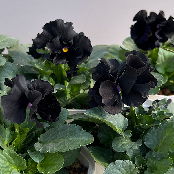 草花の苗/パンジー：シュバリエ ドゥ リュンヌ3.5号ポット 6株セット