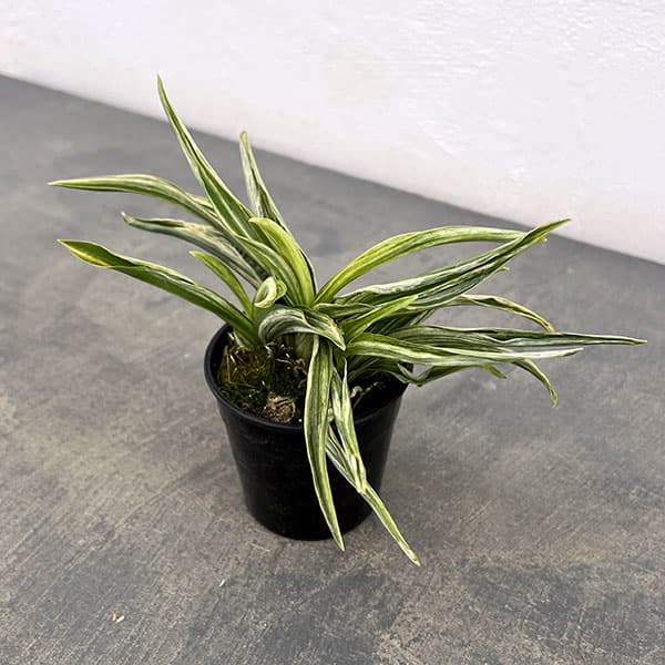 観葉植物/オモト：千代田実生2.5...