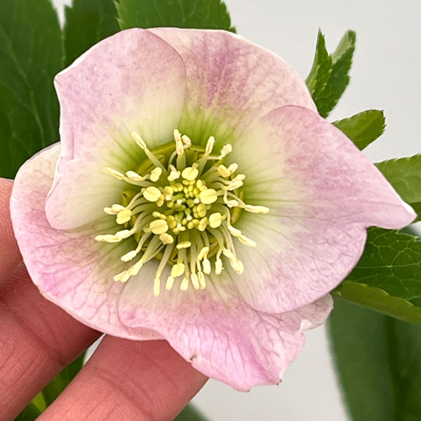 楽天市場】クリスマスローズ 静の通販