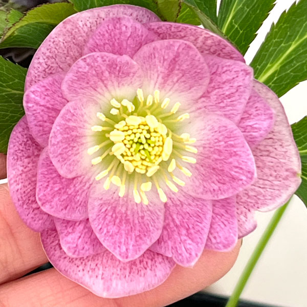 楽天市場】広瀬園芸 クリスマスローズ ソレイユの通販