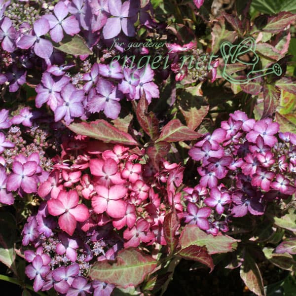 花木 庭木の苗/ヤマアジサイ：陽炎（カゲロウ）3号ポット*