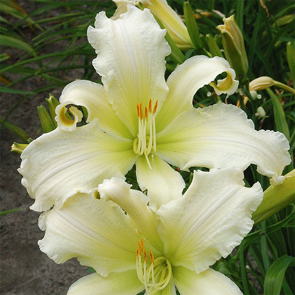 草花の苗/ヘメロカリス：ヘブンリーエンジェルアイ5号ポット