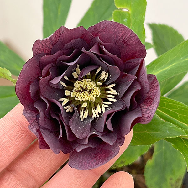 楽天市場】園芸ネットプラス クリスマスローズ（苗物｜ガーデニング