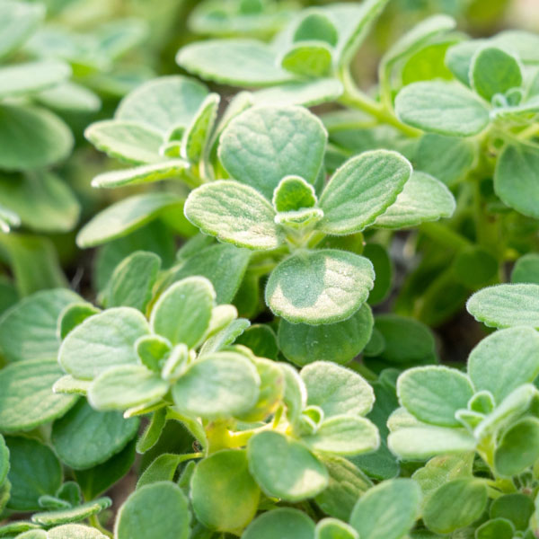 ハーブの苗/[送料無料]アロマティカス3号ポット* 24株セット