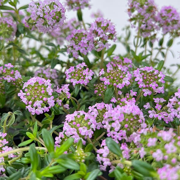 ハーブの苗/タイム（ほふく性）：クリーピングタイム3号ポット 12株セット