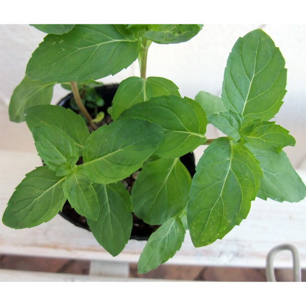 ハーブの苗/ニホンハッカ：ホクト3号ポット 12株セット