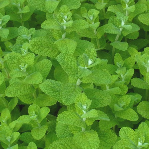 ハーブの苗/ミント：アップルミント3号ポット 6株セット