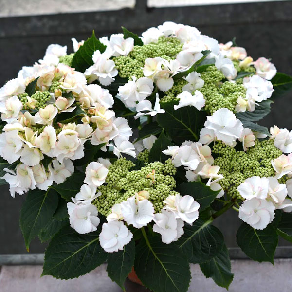 ���� ���ڤ���/�����������եꥹ�ӡ��ڥƥ���������3.5��ݥå�