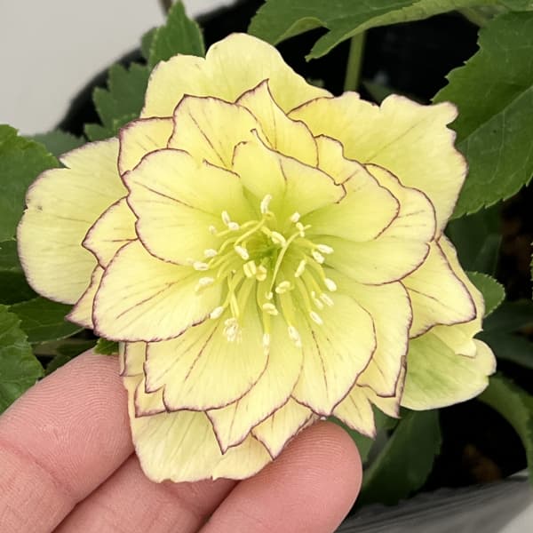 楽天市場】クリスマスローズ フレグランスの通販