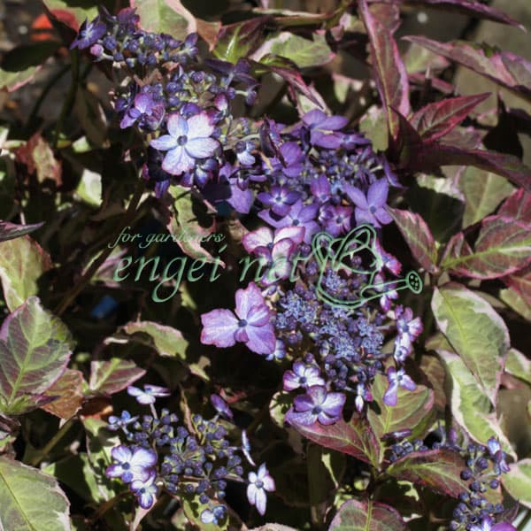 花木 庭木の苗/ヤマアジサイ：御厨の暁（ミクリヤノアカツキ）3号ポット