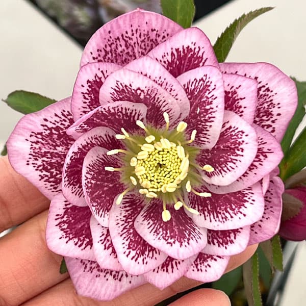 楽天市場】樋口 クリスマスローズの通販