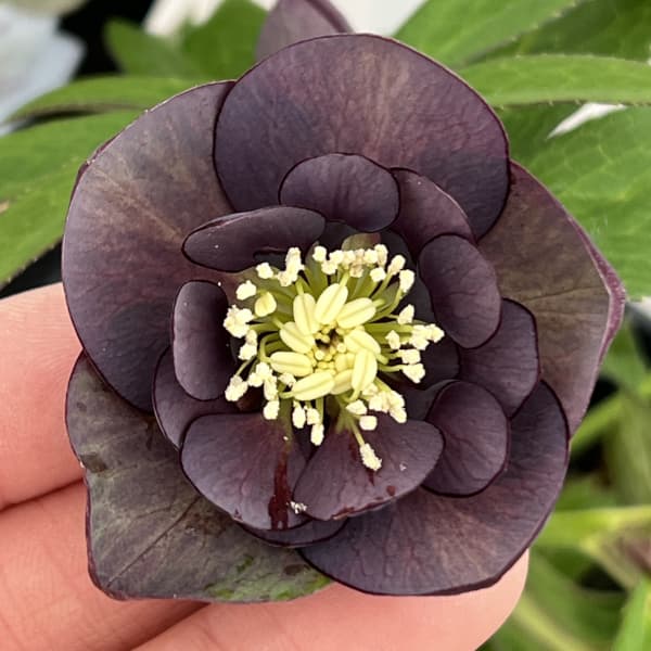 楽天市場】樋口 クリスマスローズの通販