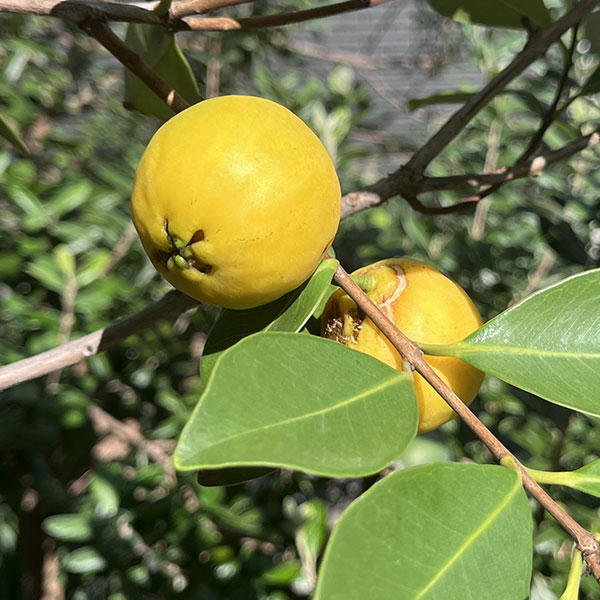 �̼�����/�����С��������������Сʥ��ߥΥХ󥸥�����3��ݥå�