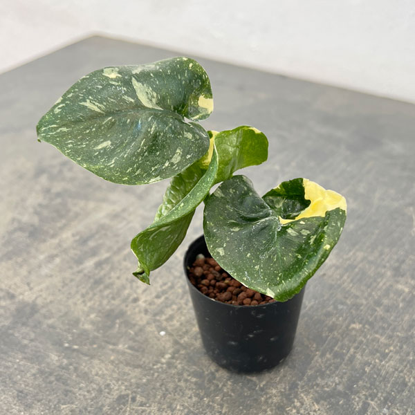 観葉植物/モンステラ：タイコンステレーション 2号ポット*