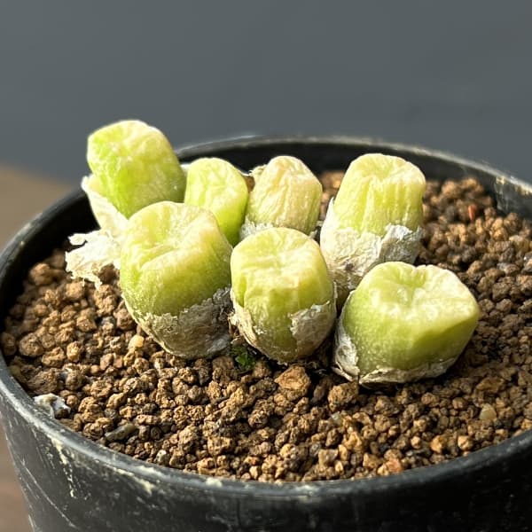 楽天市場】コノフィツム全書の通販