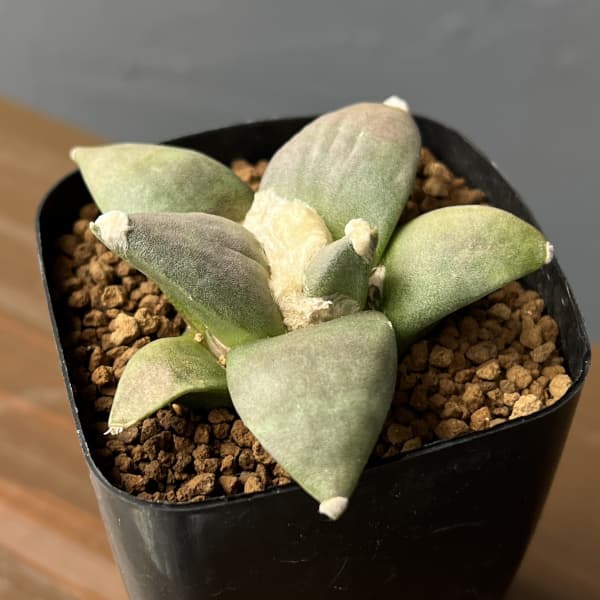 観葉植物/サボテン：アリオカルプス三つ疣花牡丹 2.5号鉢植え