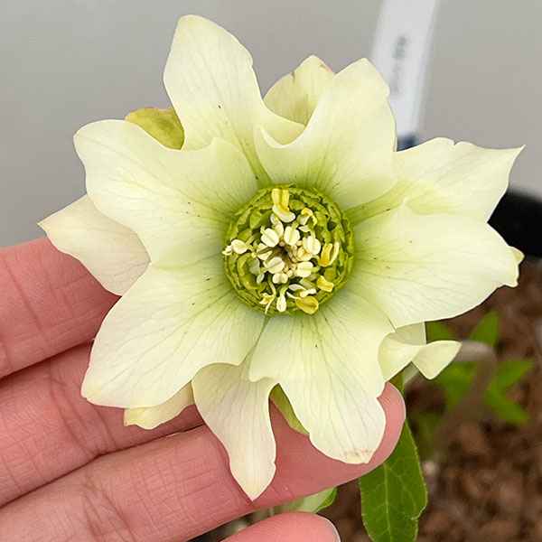 ���ı�ݤ���Υ��ꥹ�ޥ����������ҥǥ����ȥ��֥�26-01��4.5��ݥåȡڸ��������