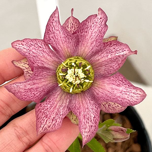 ���ı�ݤ���Υ��ꥹ�ޥ����������ҥǥ����ȥ��֥�26-11��4.5��ݥåȡڸ��������