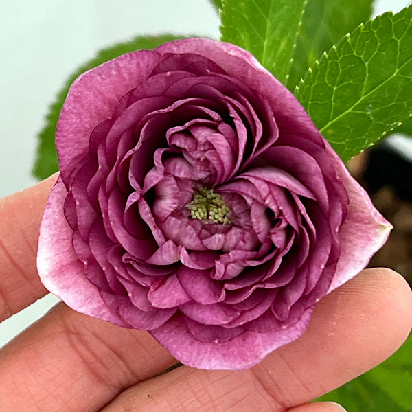 楽天市場】吉田園芸の通販