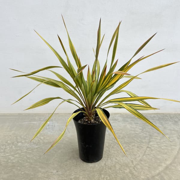 観葉植物/ユッカ：グロリオサトリス...