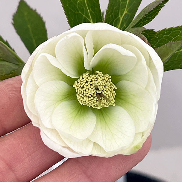 楽天市場】クリスマスローズ 大和園の通販