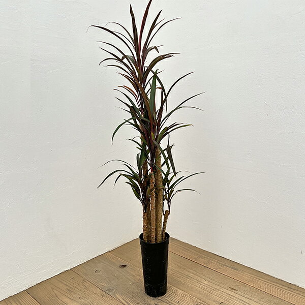 観葉植物/コルジリネ：アイチアカ 4号ロング鉢