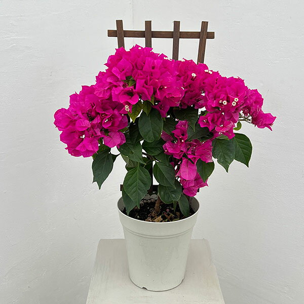 （わけあり特価）ブーゲンビレア：ベラ（濃桃色）トレリス仕立て 5号鉢植え