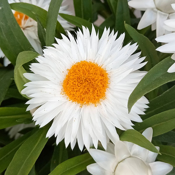 草花の苗/ヘリクリサム：モハーブ ホワイト3.5号ポット 6株セット